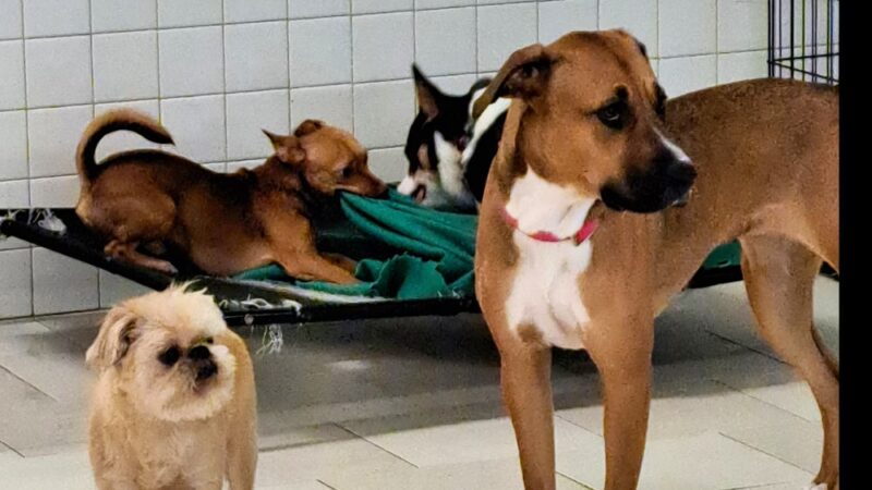 Coco and Toto - New York, NY