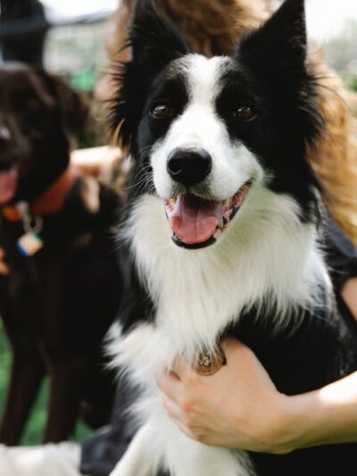 Cuddlytails - New York, NY