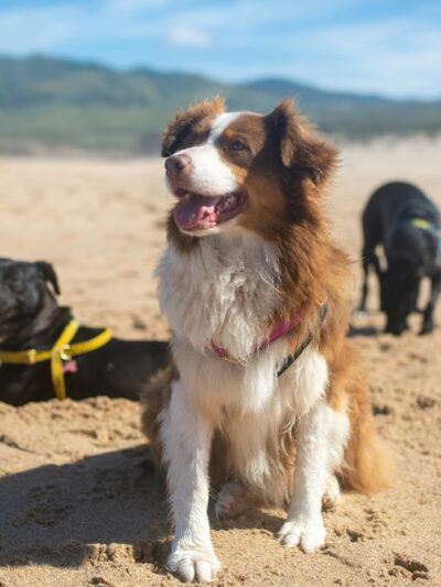 Cuddlytails - New York, NY