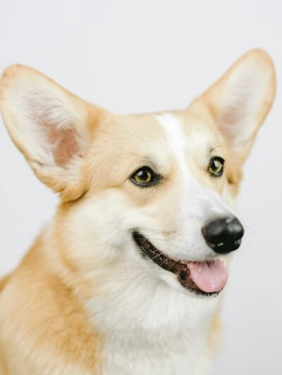 Cuddlytails - New York, NY