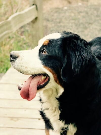 Cuddlytails - New York, NY