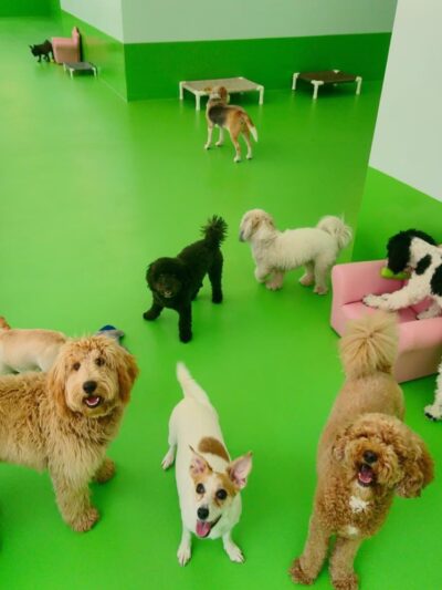 D is for Doggy - Daycare & Grooming - New York, NY