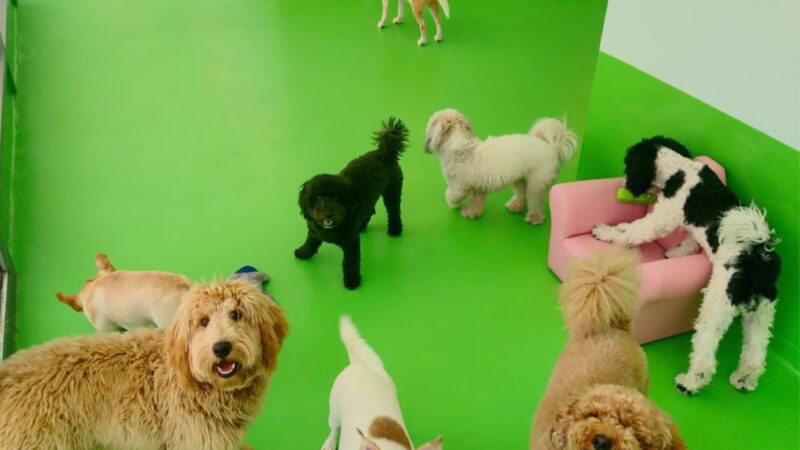D is for Doggy - Daycare & Grooming - New York, NY