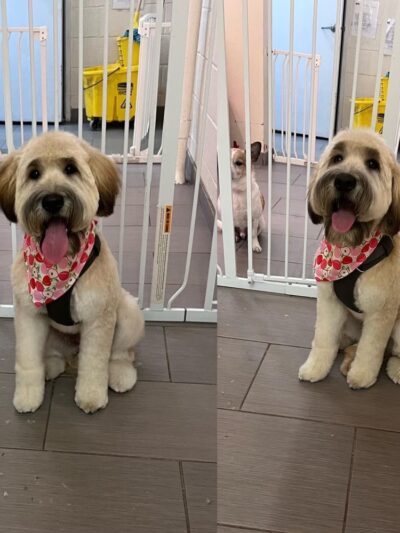 D is for Doggy - Daycare & Grooming - New York, NY