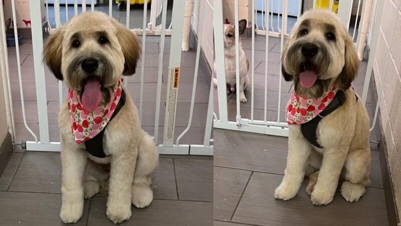 D is for Doggy - Daycare & Grooming - New York, NY