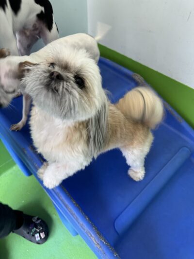 D is for Doggy - Daycare & Grooming - New York, NY