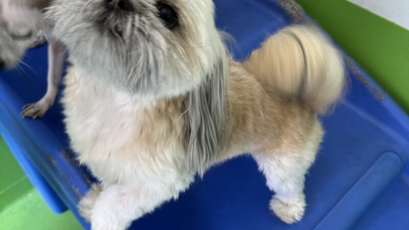 D is for Doggy - Daycare & Grooming - New York, NY