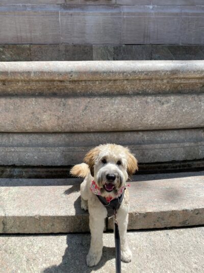 D is for Doggy - Daycare & Grooming - New York, NY