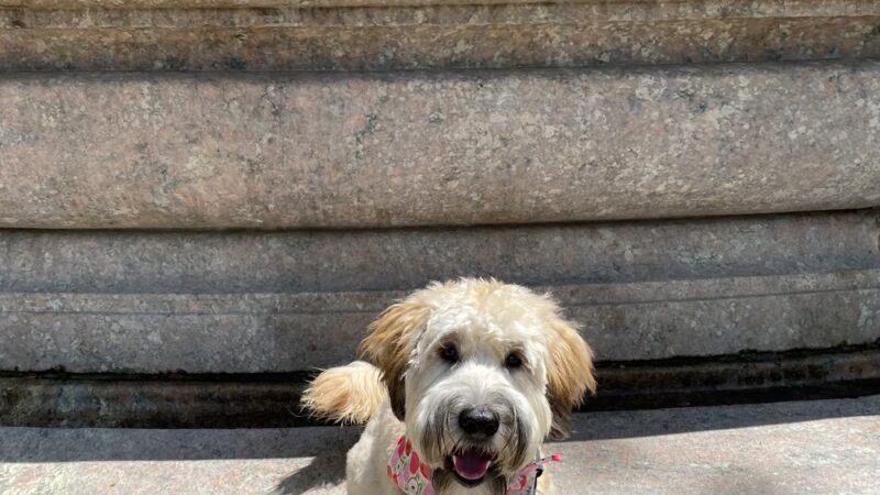 D is for Doggy - Daycare & Grooming - New York, NY