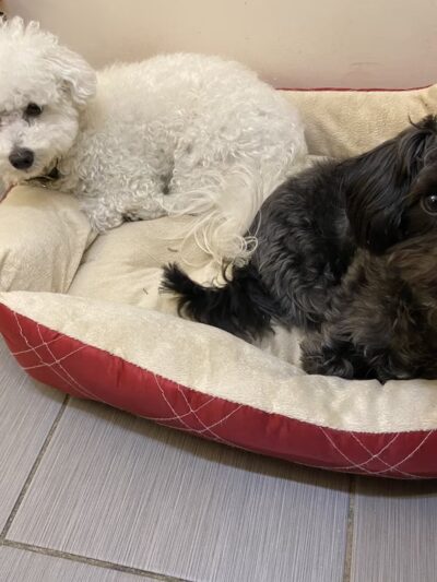 D is for Doggy - Daycare & Grooming - New York, NY