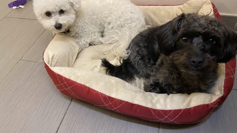 D is for Doggy - Daycare & Grooming - New York, NY