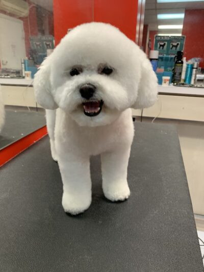 Doggie-Do & Playtime Too! - New York, NY