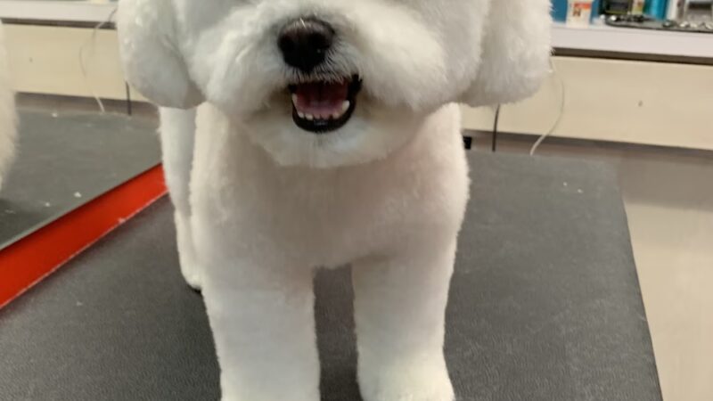 Doggie-Do & Playtime Too! - New York, NY