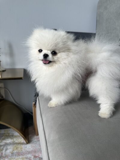 Doggie-Do & Playtime Too! - New York, NY