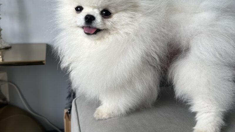 Doggie-Do & Playtime Too! - New York, NY