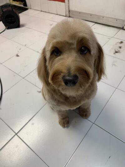 Doggie-Do & Playtime Too! - New York, NY