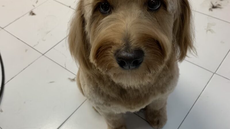 Doggie-Do & Playtime Too! - New York, NY