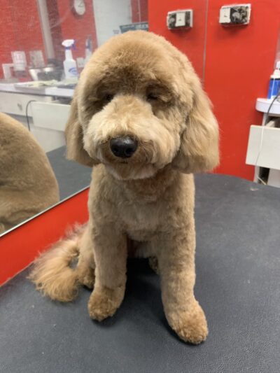 Doggie-Do & Playtime Too! - New York, NY