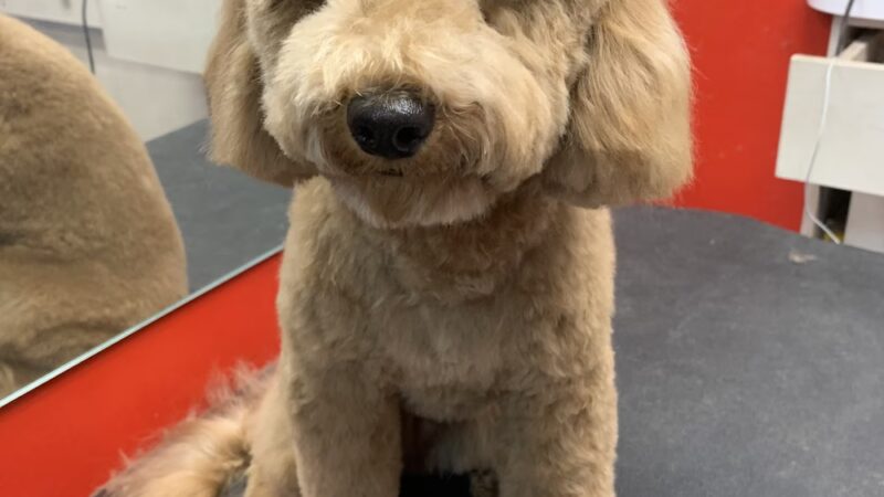 Doggie-Do & Playtime Too! - New York, NY