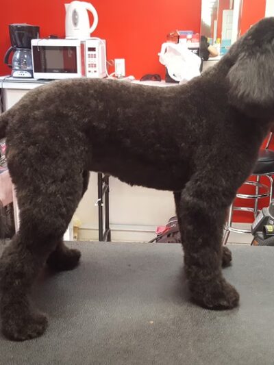 Doggie-Do & Playtime Too! - New York, NY