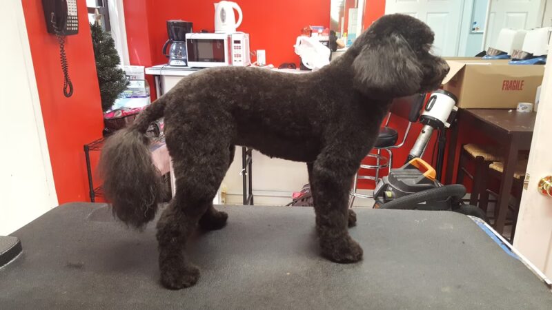 Doggie-Do & Playtime Too! - New York, NY