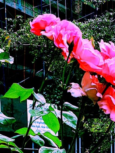 Hancock Park - New York, NY