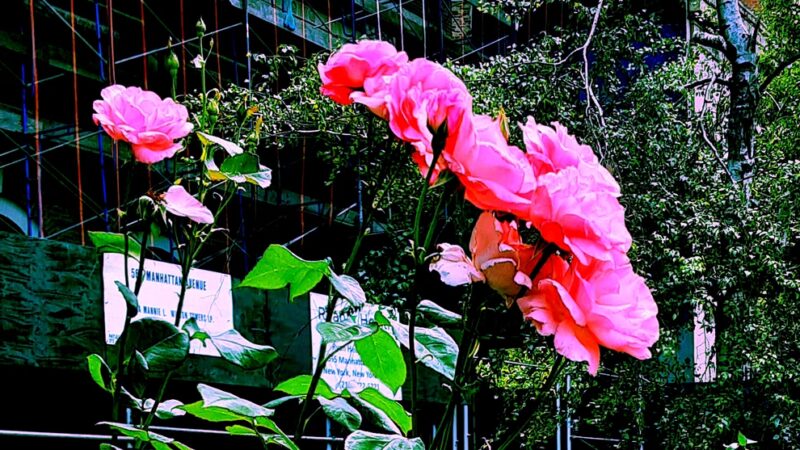 Hancock Park - New York, NY