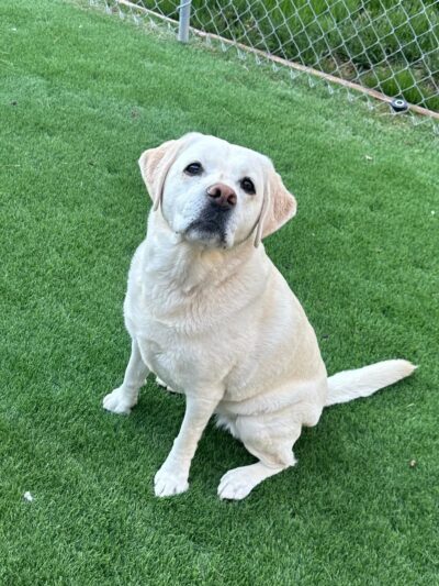 J&C Pet Sitting - New York, NY