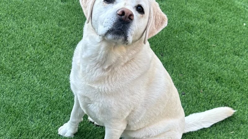 J&C Pet Sitting - New York, NY