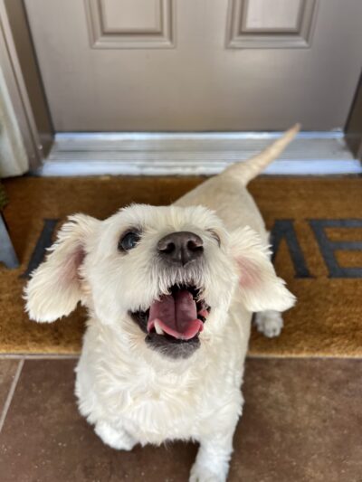 J&C Pet Sitting - New York, NY