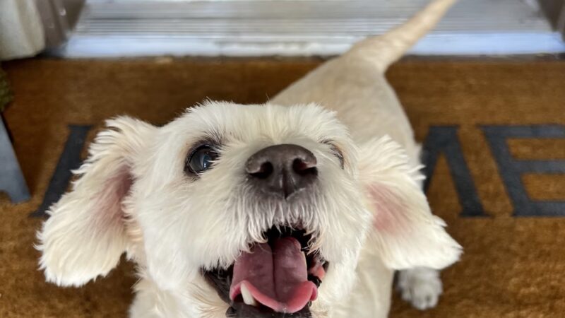 J&C Pet Sitting - New York, NY