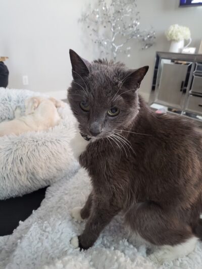 J&C Pet Sitting - New York, NY