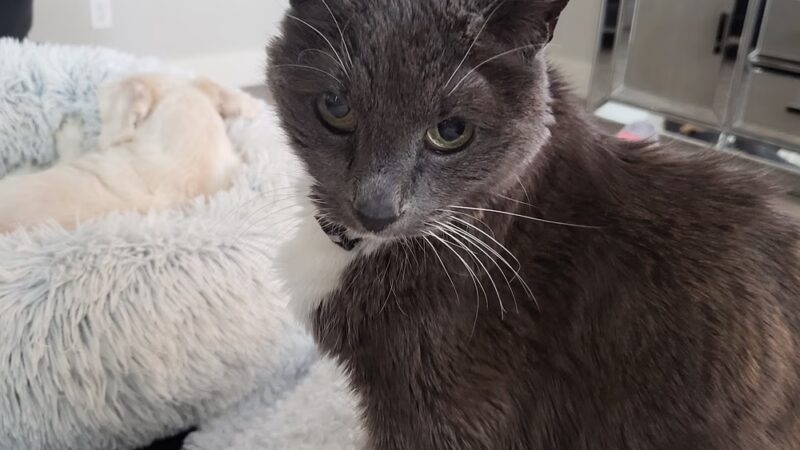 J&C Pet Sitting - New York, NY