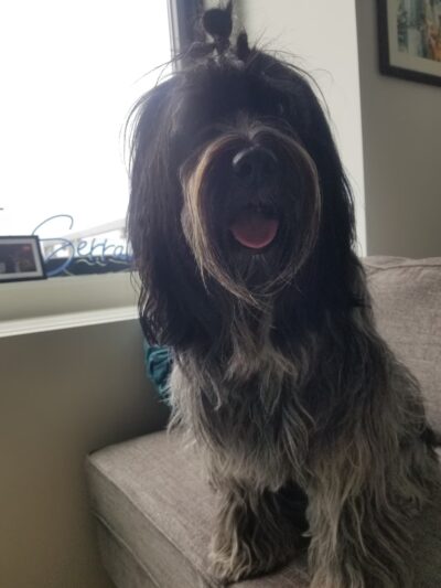 J&C Pet Sitting - New York, NY