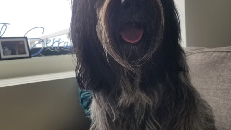 J&C Pet Sitting - New York, NY