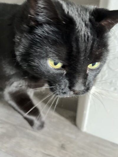 J&C Pet Sitting - New York, NY