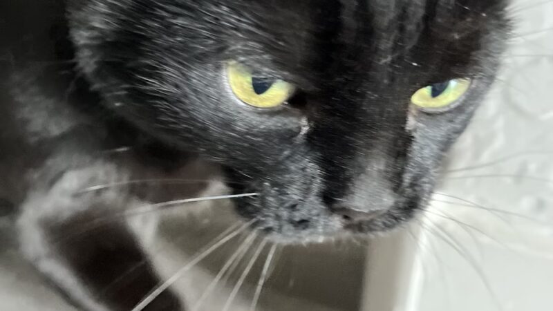 J&C Pet Sitting - New York, NY