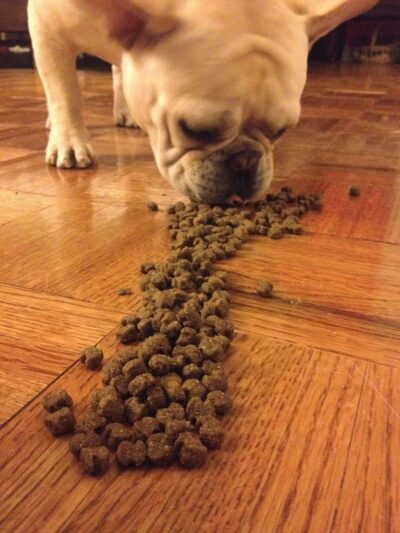 Luke Dogwalker - May the PAWS be with you! - New York, NY