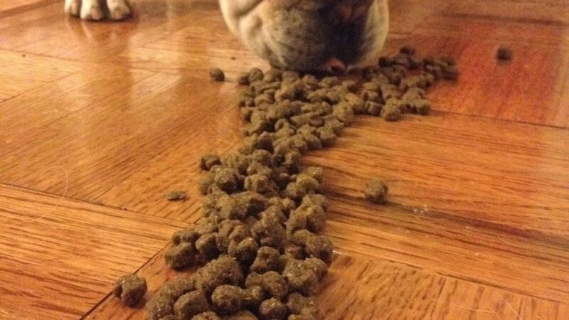 Luke Dogwalker - May the PAWS be with you! - New York, NY