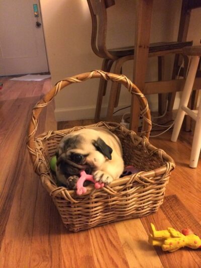 Luke Dogwalker - May the PAWS be with you! - New York, NY