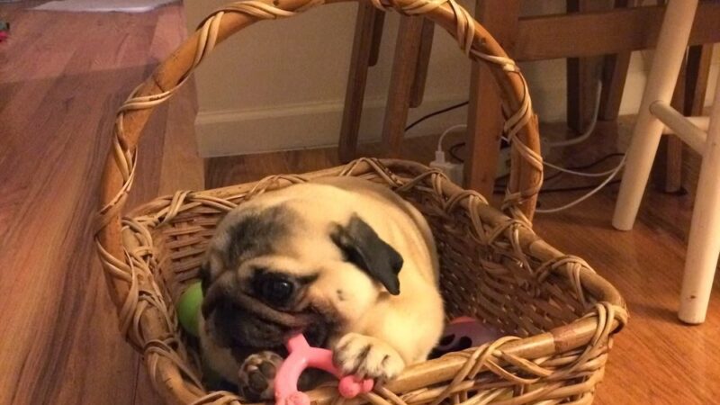 Luke Dogwalker - May the PAWS be with you! - New York, NY