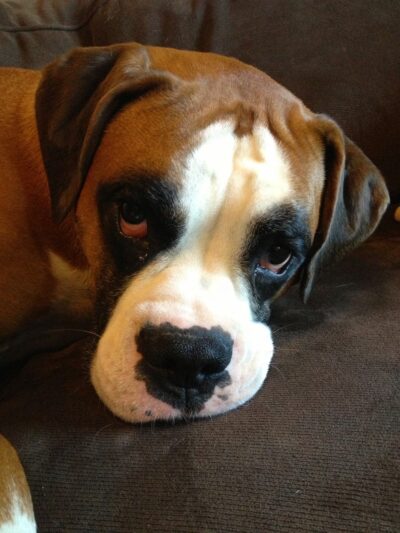 Luke Dogwalker - May the PAWS be with you! - New York, NY