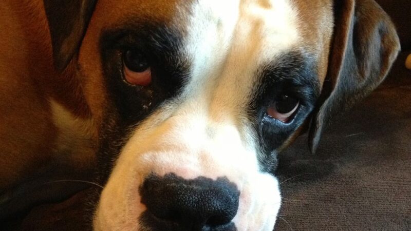 Luke Dogwalker - May the PAWS be with you! - New York, NY