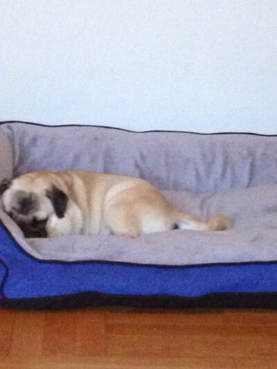 Luke Dogwalker - May the PAWS be with you! - New York, NY