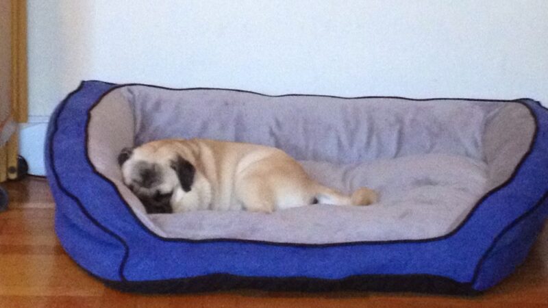 Luke Dogwalker - May the PAWS be with you! - New York, NY