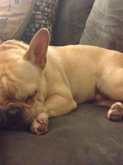 Luke Dogwalker - May the PAWS be with you! - New York, NY