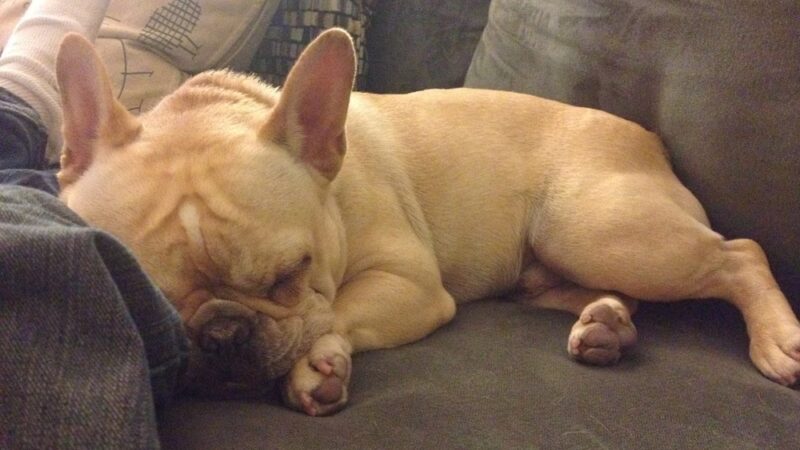 Luke Dogwalker - May the PAWS be with you! - New York, NY