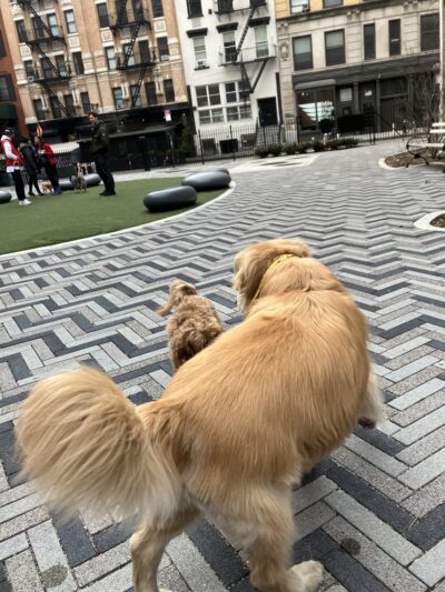 Manuel Plaza - New York, NY