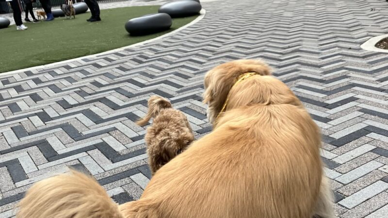 Manuel Plaza - New York, NY