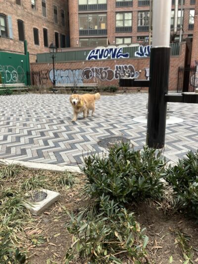 Manuel Plaza - New York, NY